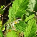 Solanum villosum ᱵᱟᱦᱟ