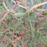 Ludwigia grandiflora Leaf