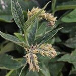 Symphytum asperum Fruto