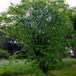 Syringa reticulata Alkat (teljes növény)