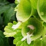 Moluccella laevis Blomma