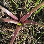 Smyrnium olusatrum Leaf