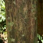 Eschweilera parviflora Bark