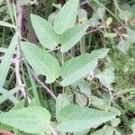 Clematis recta Likasa