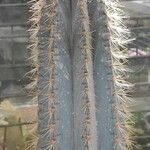 Pilosocereus pachycladus Hostoa