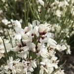 Retama raetam Fleur