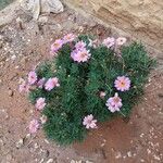Argyranthemum frutescens Virág