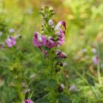 Pedicularis bifida Habit