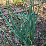 Allium fistulosum Foglia