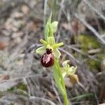 Ophrys sphegodes Kukka
