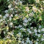 Cotoneaster dammeri Habit