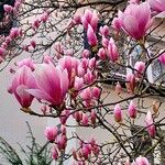 Magnolia × soulangeana Облик
