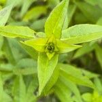 Phlox paniculataFoglia