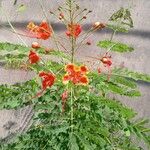 Caesalpinia pulcherrimaFlor