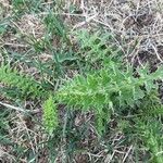 Cirsium acauleFolla