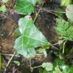 Hedera hibernicaList