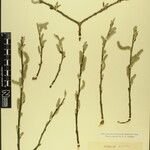 Salix obscura その他の提案