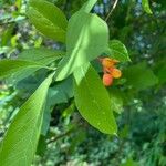 Oemleria cerasiformis Leaf