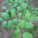 Viburnum prunifolium Leaf