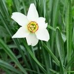 Narcissus poeticus Likasa