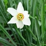 Narcissus poeticus Blad