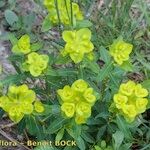 Euphorbia squamigera Habit