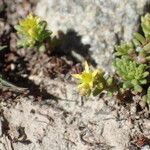 Sedum alpestre Blomma