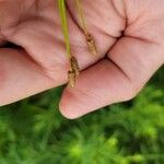 Eleocharis obtusa Flower