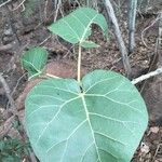 Ficus abutilifolia पत्ता