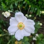 Anemone hupehensis Blüte