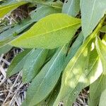 Centaurea triumfettii Blatt