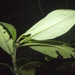 Rudgea bremekampiana Leaf