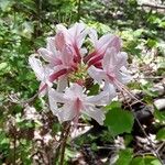 Rhododendron periclymenoides Blomma