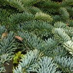 Abies procera Листок