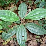 Miconia calvescens List