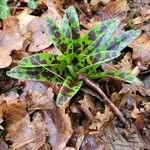 Orchis masculaपत्ता