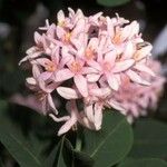 Dais cotinifolia Flower