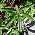 Potentilla alchimilloides Leaf