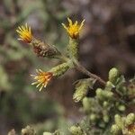 Hazardia squarrosa Flower