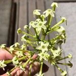 Cestrum nocturnum Flower