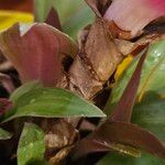 Tradescantia spathacea Ŝelo