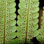 Cyathea cyatheoides Yaprak