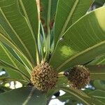 Breonadia salicina Fruit