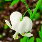 Lamprocapnos spectabilis Yaprak