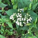 Ageratina altissima Kvet