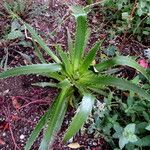 Eryngium yuccifolium Blad