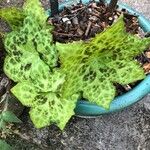 Podophyllum cv. 'Kaleidoscope' 葉