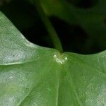 Odontocarya truncata Casca