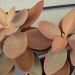 Kalanchoe orgyalis برگ