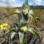 Chloraea magellanica Çiçek